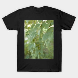 Pastel green leaves T-Shirt